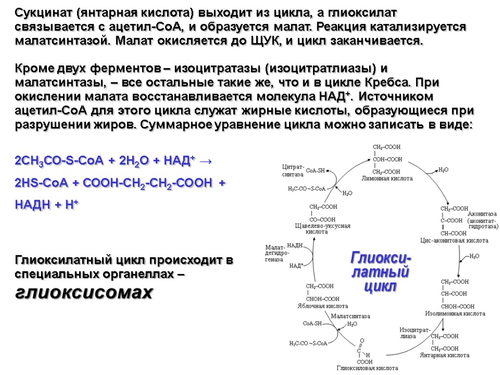 Глиокси- латный цикл Сукцинат (янтарная кислота) выходит из цикла, а глиоксилат связывается с ацетил-СоА,